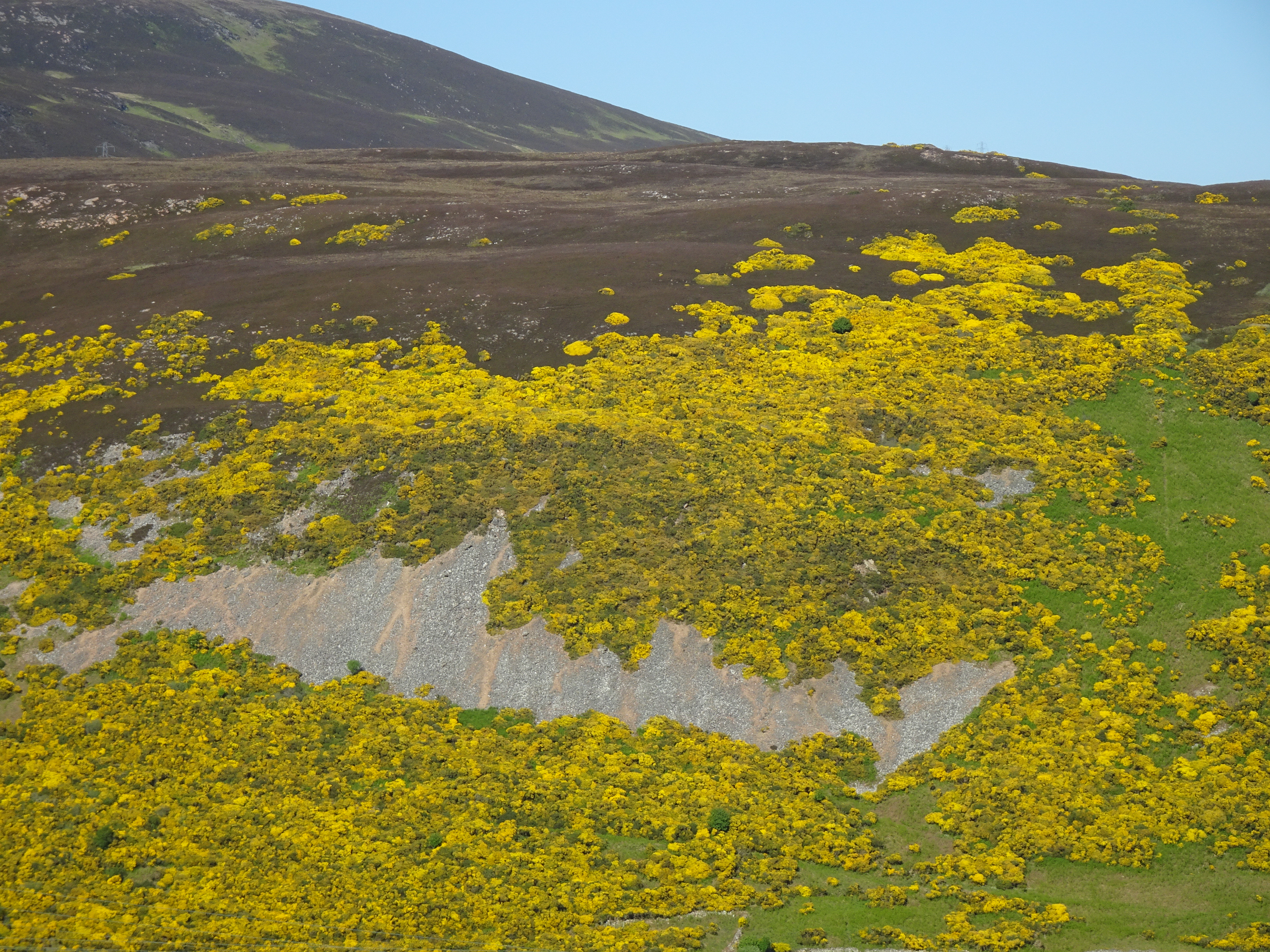 Whin on Creag Bun-Ullidh 1